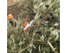 va022000003-stihl-04